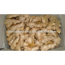 dry ginger 2011 crop